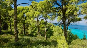 Tipi Di Foreste E Perch Sono Importanti