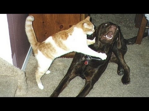 Cani E Gatti Incontro Per La Prima Volta - Carino E Divertente Cane