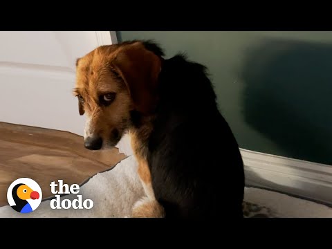 This Dog Stared At The Wall For Hours Until Finally Realized He Was Home | The Dodo Faith Restored