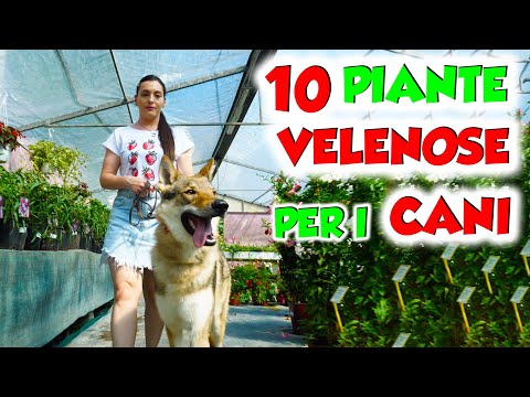 10 PIANTE VELENOSE PER IL CANE