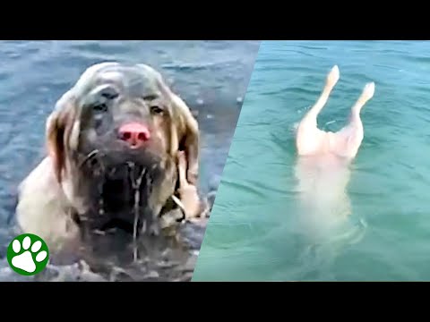 Dog thinks he’s a mermaid