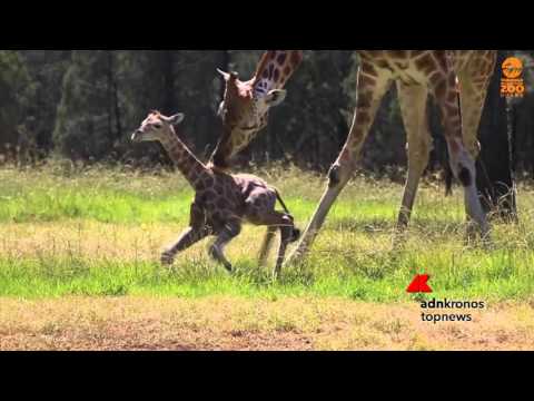 La giraffa neonata impara a camminare e intenerisce l&#039;Australia...