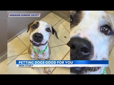 Petting dogs shows positive impacts on brain, new study finds