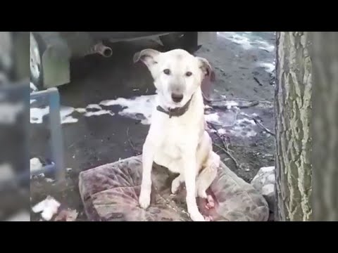 Abandoned dog is exhausted waiting for his owner to return and refuses to leave