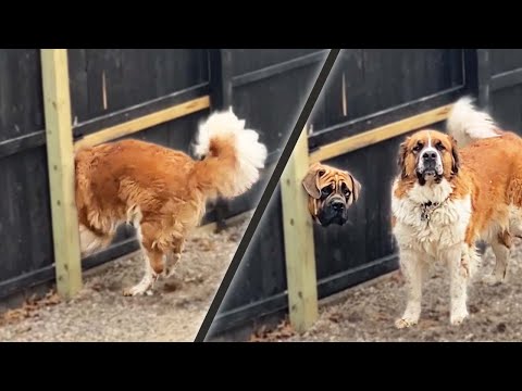 Dog Forces A Hole In A Fence To See His Friend