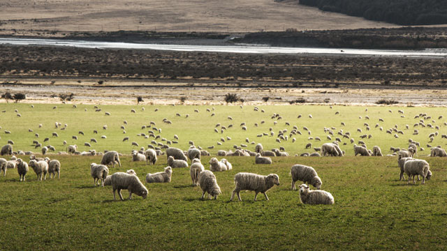 pecore da lana in un campo