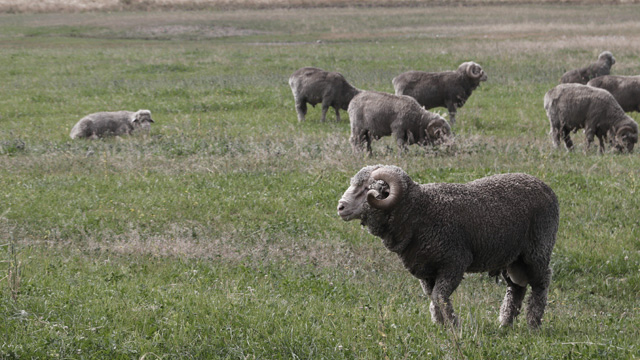 pecore da lana