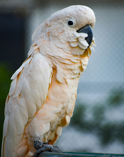 Cacatua