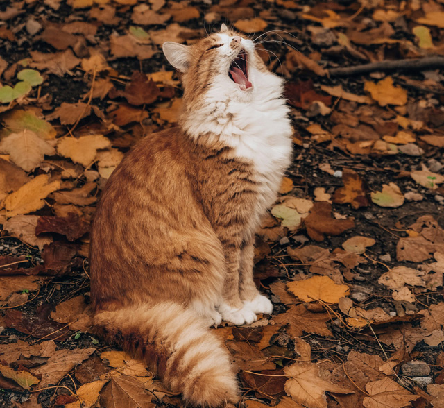 Gatto delle Foreste Norvegesi