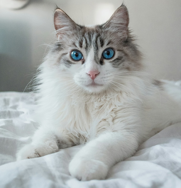 gatto Ragdoll