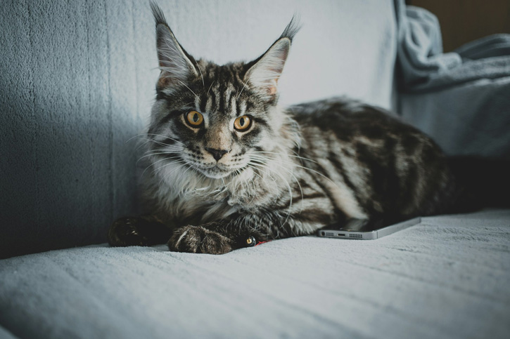 maine coon